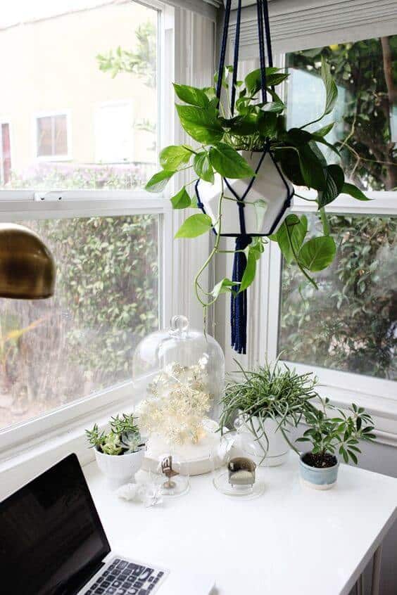 32 Office Plants You’ll want to adopt 2 Either you want a small office cubicle plant or a big plant for your office, there must be enough office plants for you to pick from in our gallery. For other ideas go to betterthathome.com