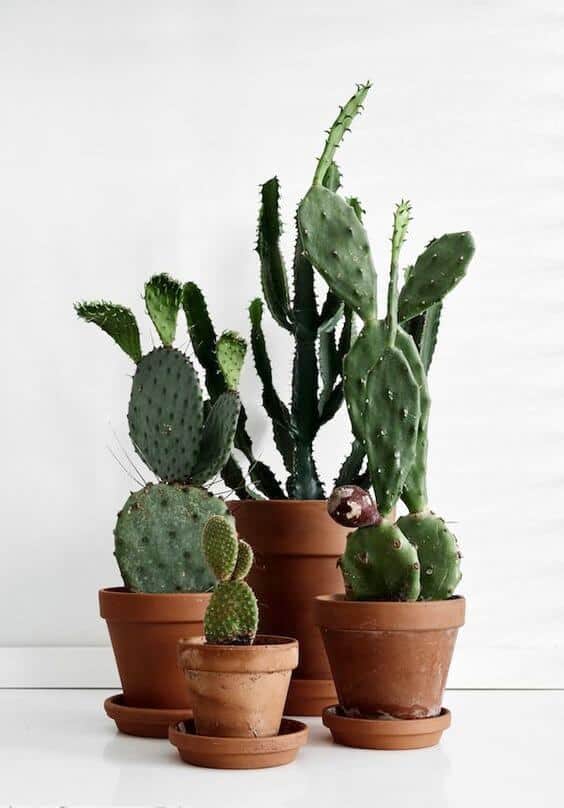 Either you want a small office cubicle plant or a big plant for your office, there must be enough office plants for you to pick from in our gallery. For other ideas go to betterthathome.com