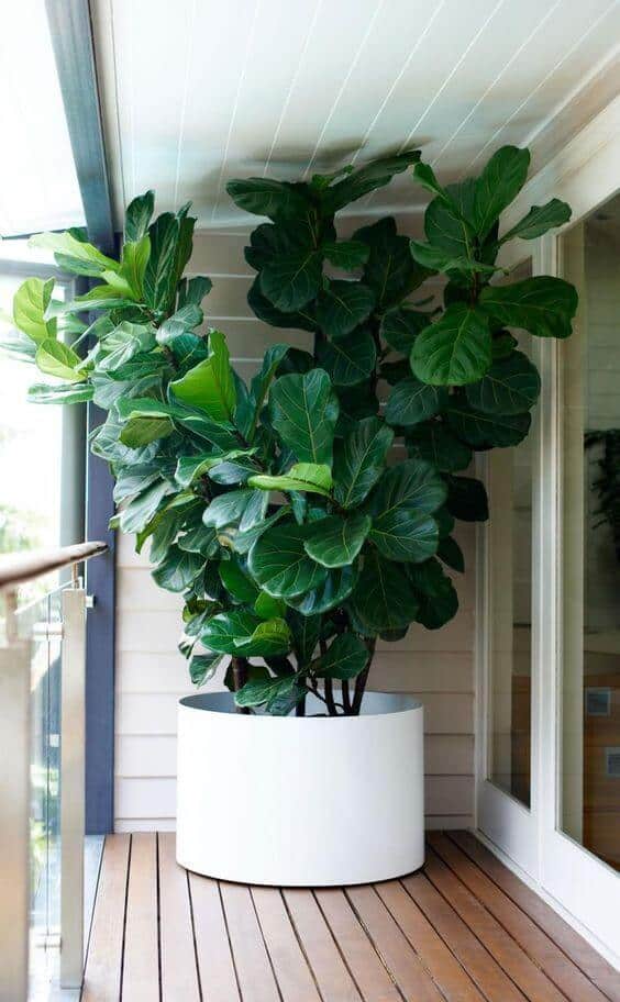 Fiddle leaf fig in a sleek white planter on a wooden deck, enhancing a modern office space with ample natural light and vibrant aesthetics.