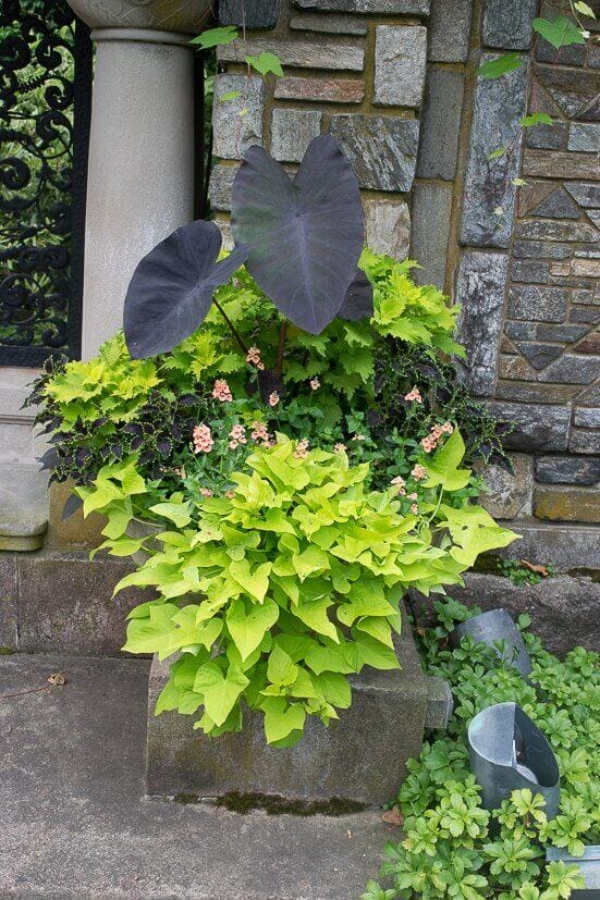 Vibrant garden pots feature colocasia leaves, sweet potato vine, and pink blooms against a stone wall, adding color and visual interest.