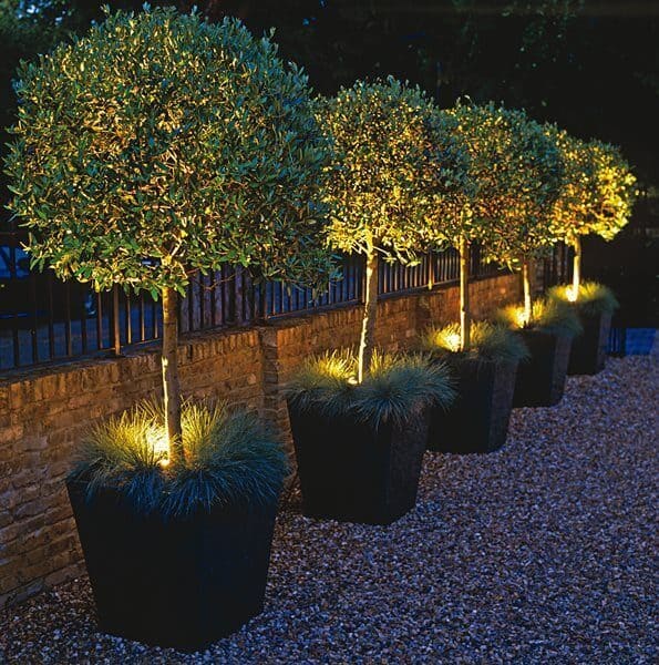 Topiary trees in large matte black planters enhance the outdoor space, illuminated with warm LED lights along a brick wall.