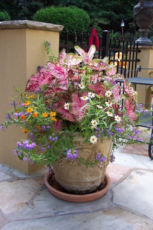 Terracotta planter with vibrant caladiums, orange zinnias, and purple verbena, set on a stone patio, creating a rustic garden focal point.