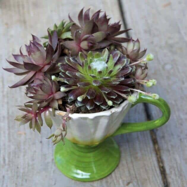 Succulents in a whimsical ceramic mug planter with a green handle, featuring deep purple and green hues, ideal for indoor decor.