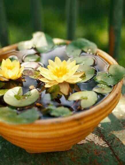 Terracotta bowl filled with water, featuring vibrant yellow water lilies and green lily pads, ideal for outdoor garden tranquility.