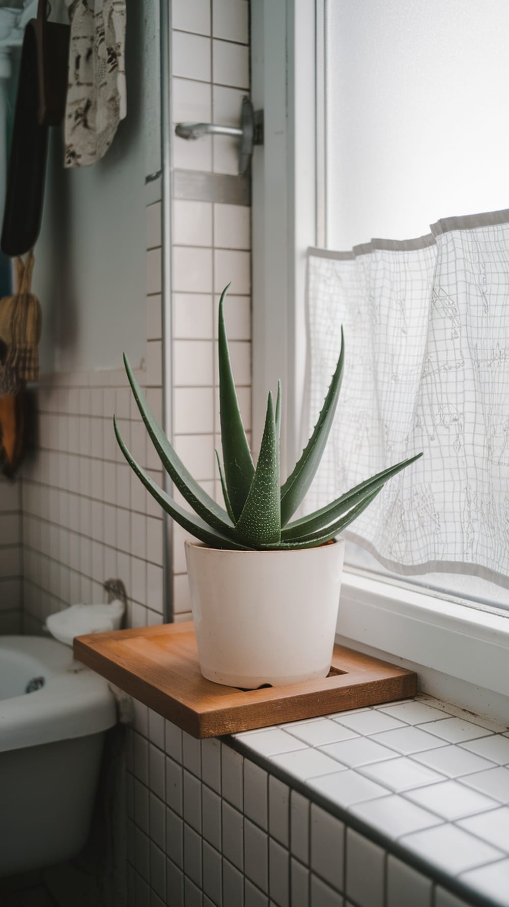 19 Stunning Plants Perfect for Your Bathroom Decor 9 Aloe vera plant positioned next to a window in a bathroom