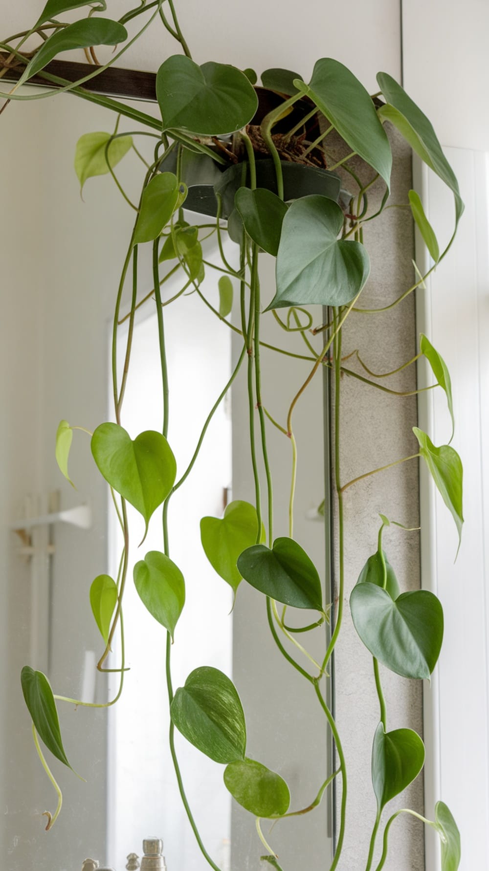 19 Stunning Plants Perfect for Your Bathroom Decor 20 A Heartleaf Philodendron plant with trailing vines hangs near a mirror in a bathroom.