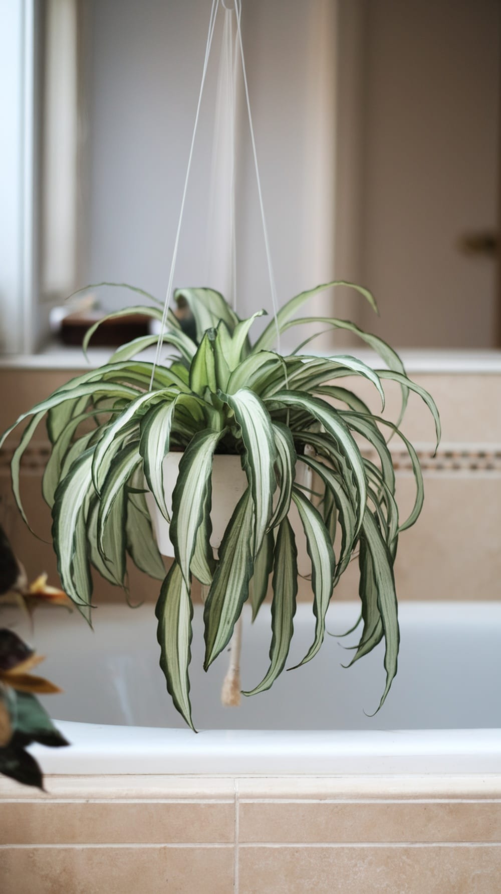 19 Stunning Plants Perfect for Your Bathroom Decor 8 A vibrant spider plant in a white hanging pot, displaying its long, arching leaves in a bright bathroom setting.