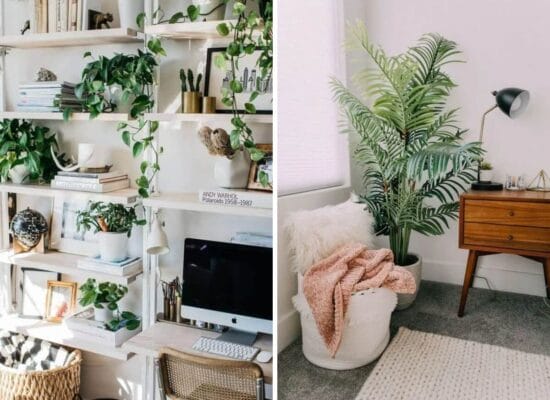 32 Office Plants You’ll want to adopt